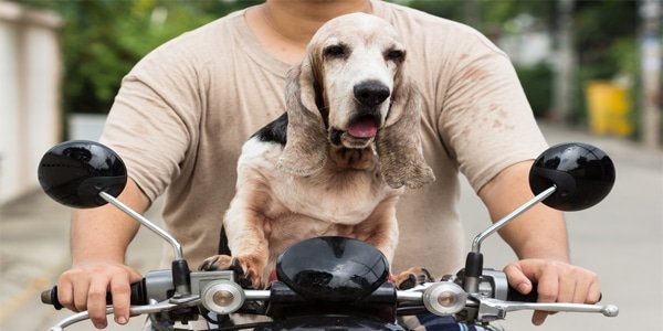 Dog drives a motorbike_Advance